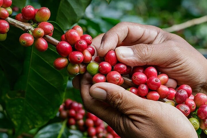 Hand-picked coffee beans